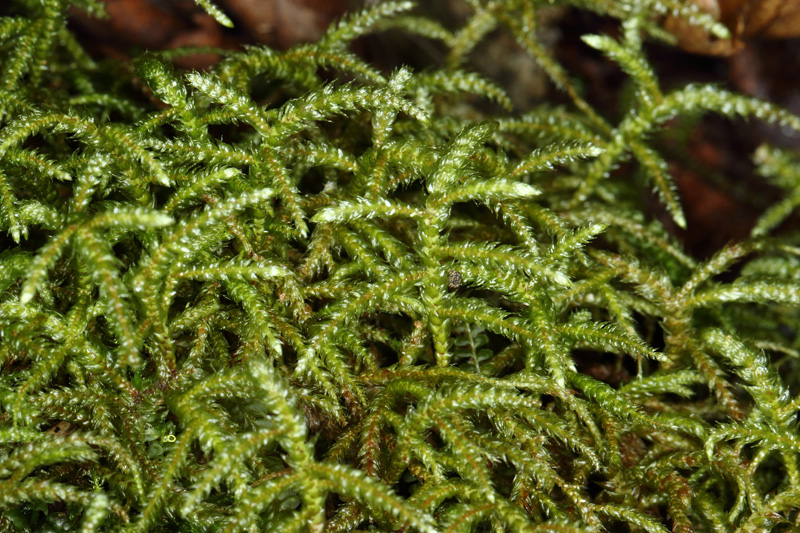 Hylocomiastrum pyrenaicum